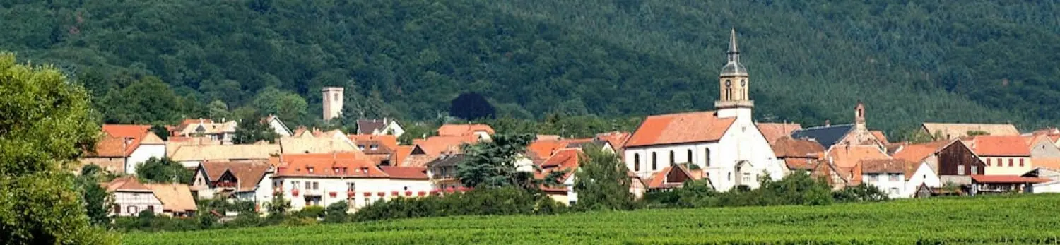 Vignobles de Heiligenstein et le Klevener unique