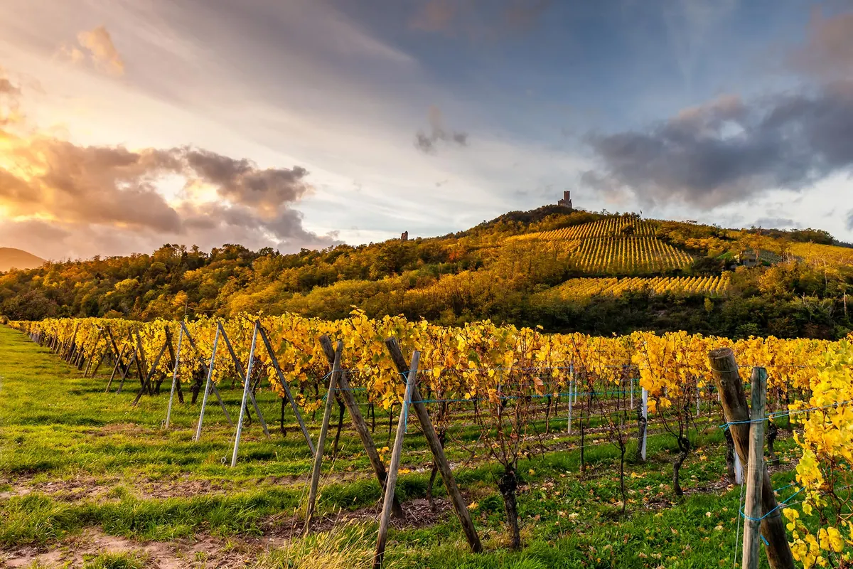 Photo — Alsace, vignoble et château