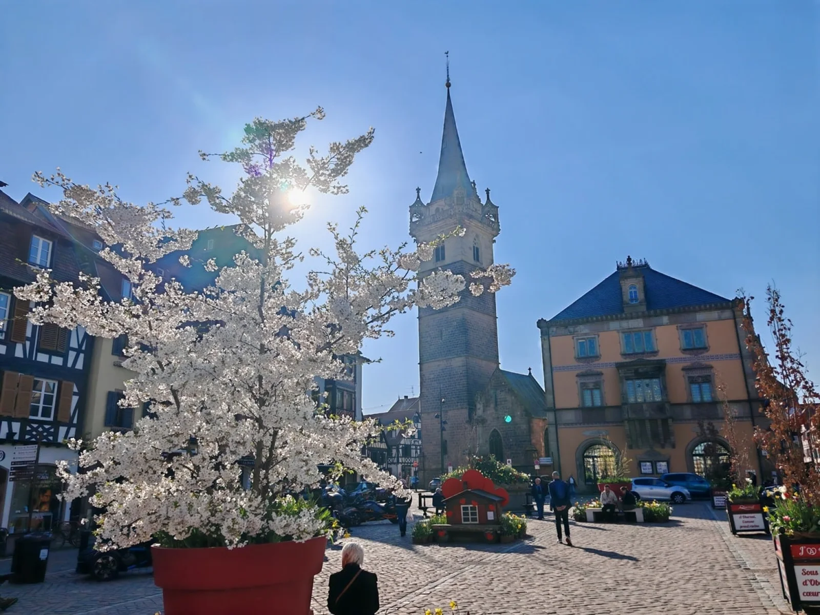 Place du marché d'Obernai, cerisier en fleurs devant le Kapellturm
