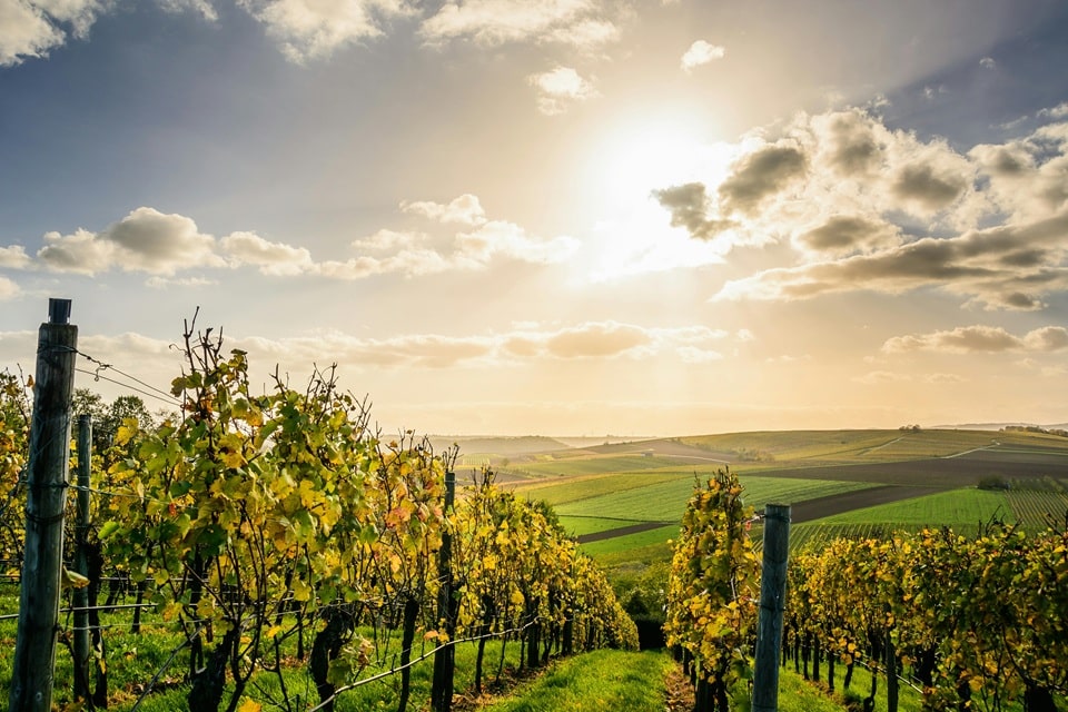 Vignes de la Route des Vins d'Alsace